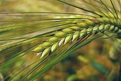 Cereals - here an ear of barley