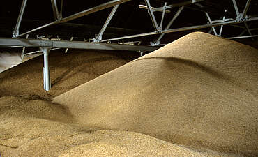 Balvenie barley stock&nbsp;uploaded by&nbsp;Ben, 07. Feb 2106
