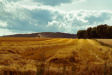Waterford barley field&nbsp;uploaded by&nbsp;Ben, 07. Feb 2106