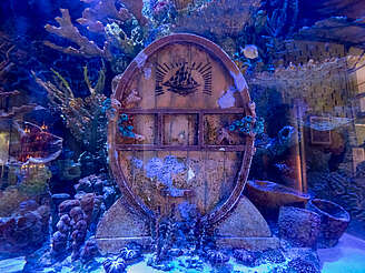 Neisson cask in the aquarium&nbsp;uploaded by&nbsp;Ben, 11. Apr 2024