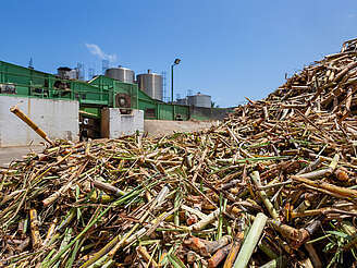 Le Simon harvested sugar cane&nbsp;uploaded by&nbsp;Ben, 14. May 2024