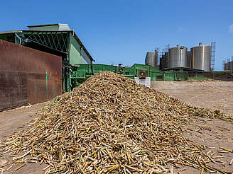 Le Simon harvested sugar cane&nbsp;uploaded by&nbsp;Ben, 14. May 2024