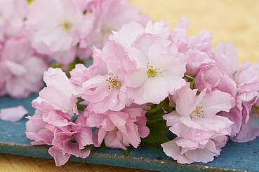 Roku Gin: Sakura flower&nbsp;uploaded by&nbsp;Ben, 07. Feb 2106