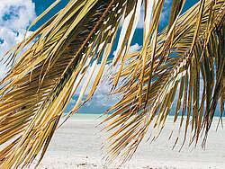 Palm fronds in front of a white Caribbean beach