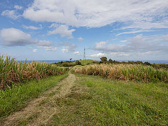 Neisson sugar cane field&nbsp;uploaded by&nbsp;Ben, 11. Apr 2024