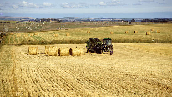Barley Fields in the Lowlands