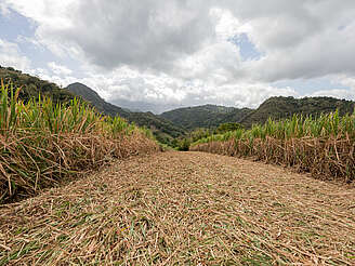 Neisson sugar cane field&nbsp;uploaded by&nbsp;Ben, 11. Apr 2024