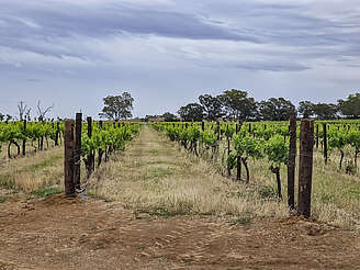 Morris vineyards&nbsp;uploaded by&nbsp;Ben, 19. Feb 2024